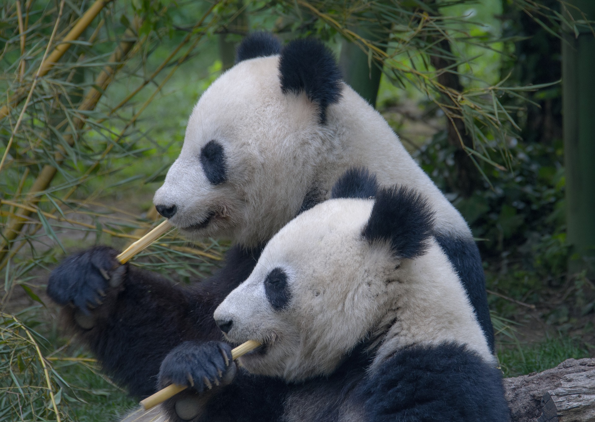 Pandas Mating