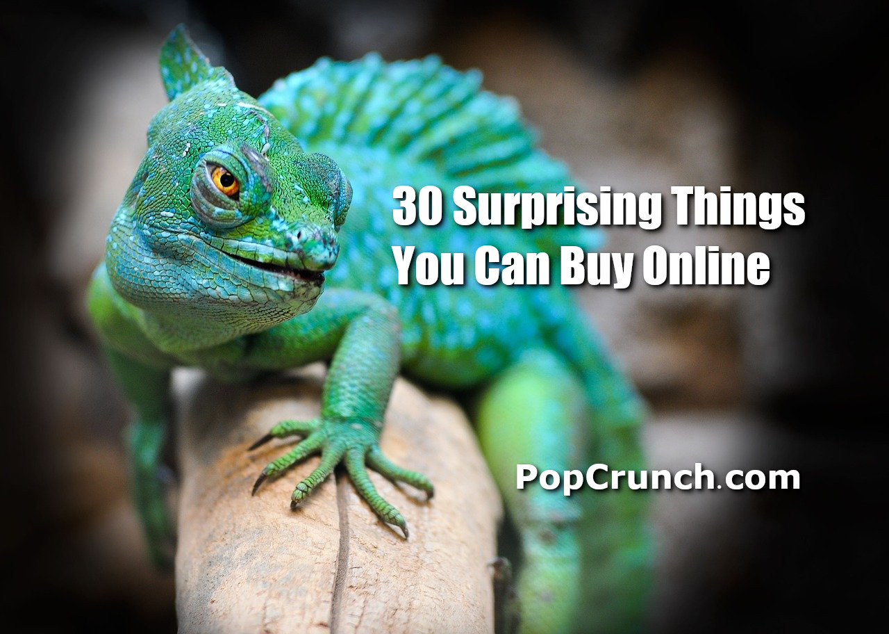 30 Surprising Things You Can Buy Online