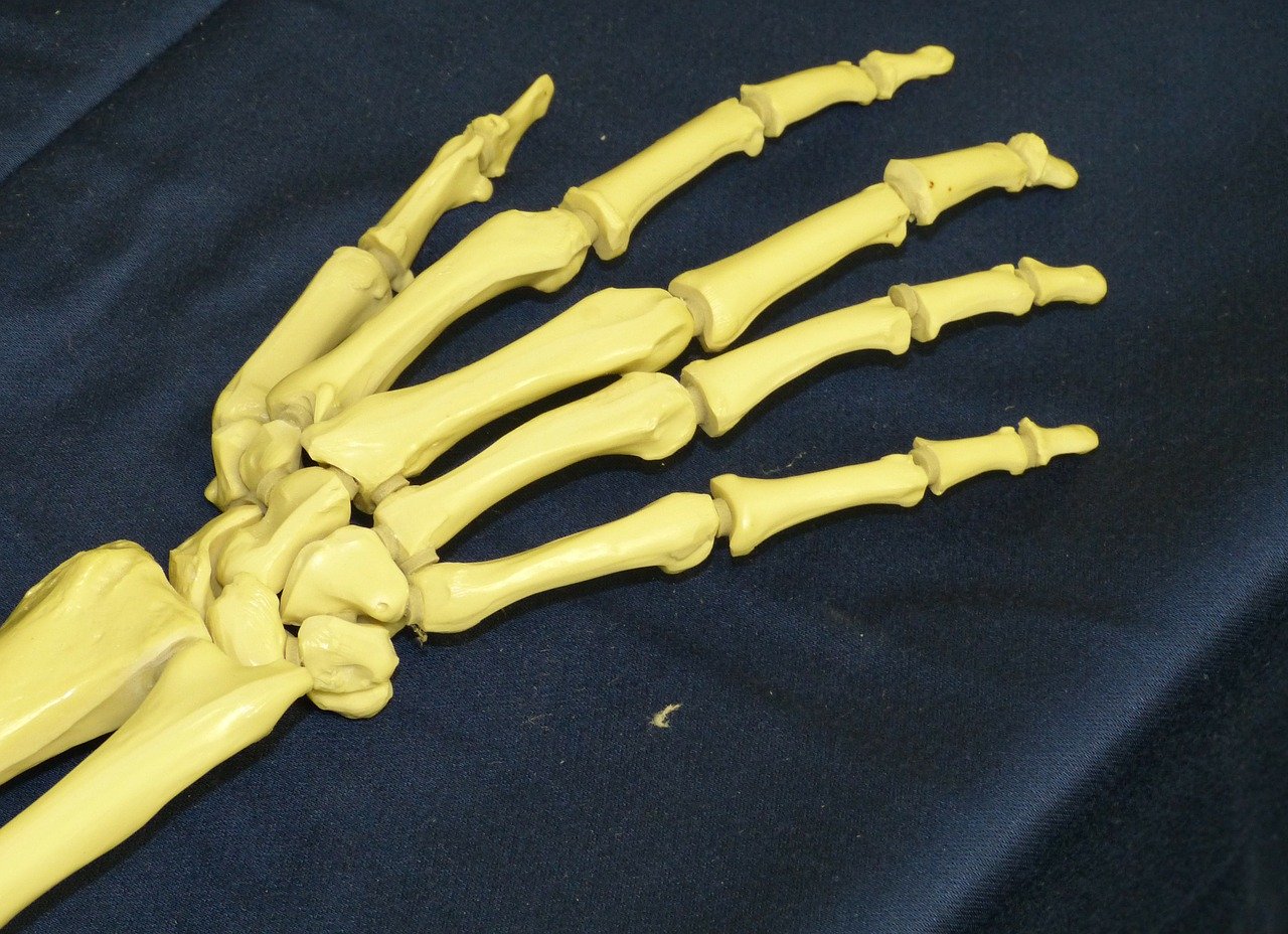 finger bone